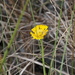 Southeastern Sneezeweed - Photo (c) Jay Keller, all rights reserved, uploaded by Jay L. Keller