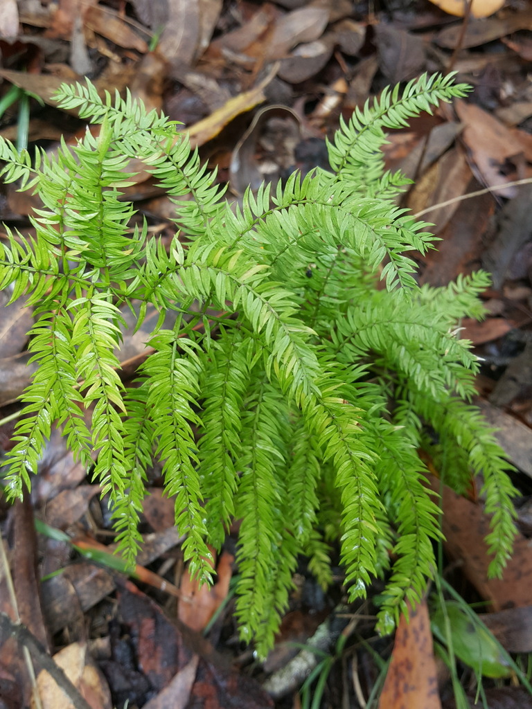 Climbing Asparagus In April 2023 By Kjell Knable Don T Have Good