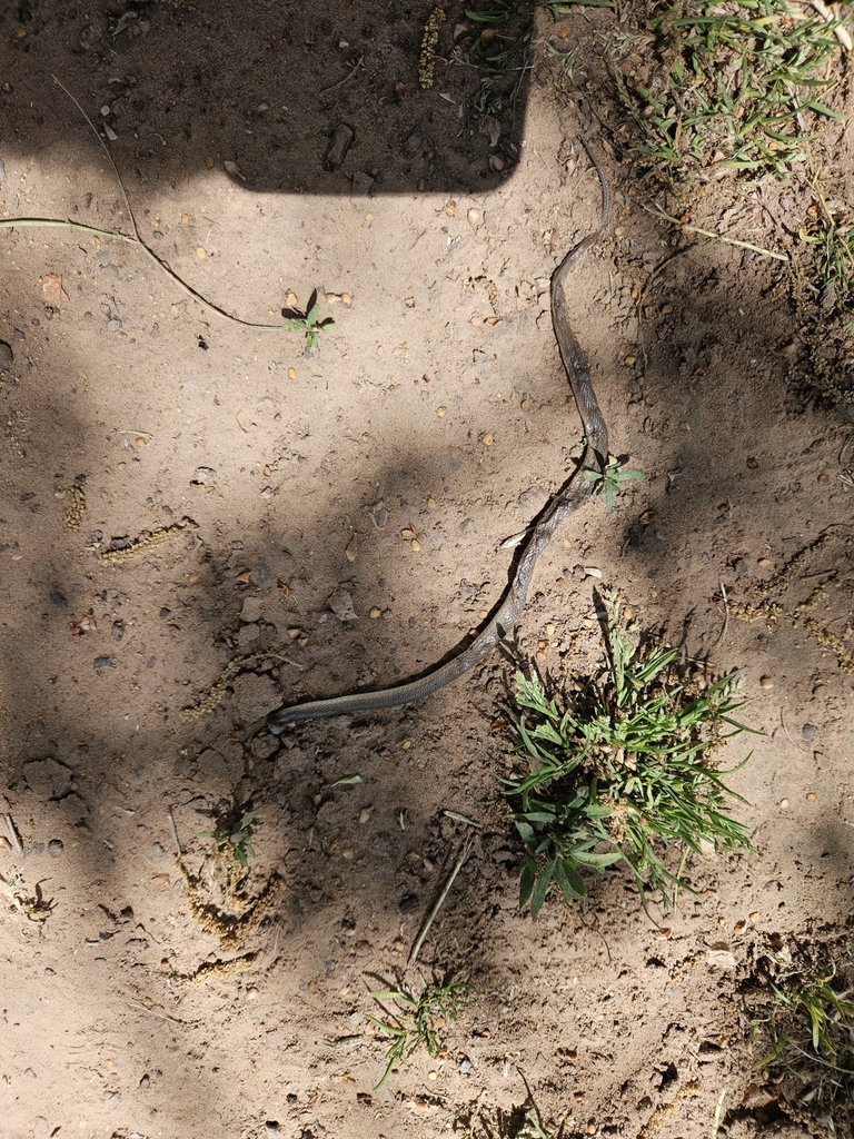 Rough Earthsnake From Guthrie Ok Usa On April At