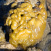 Leathesia marina - Photo (c) BJ Stacey, כל הזכויות שמורות