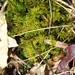 Square