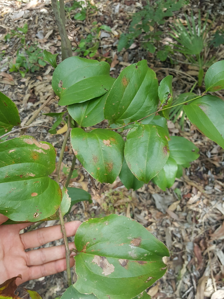 Austral Sarsaparilla In April 2023 By Kjell Knable INaturalist