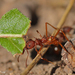 Texas Leaf-cutter Ant - Photo (c) Jason Penney, all rights reserved
