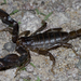 Big Bend Scorpion - Photo (c) Jason Penney, all rights reserved