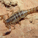 Wauer's Scorpion - Photo (c) Jason Penney, all rights reserved