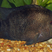 Texas Cichlid - Photo (c) Jason Penney, all rights reserved