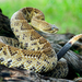 Basilisk Rattlesnake - Photo (c) pmyska, all rights reserved, uploaded by Petr Myska
