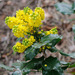 Oregon Grape - Photo (c) Tig, all rights reserved
