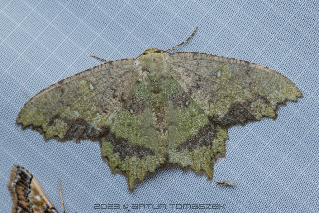 Paramaxates Posterecta In April 2023 By Artur Tomaszek INaturalist