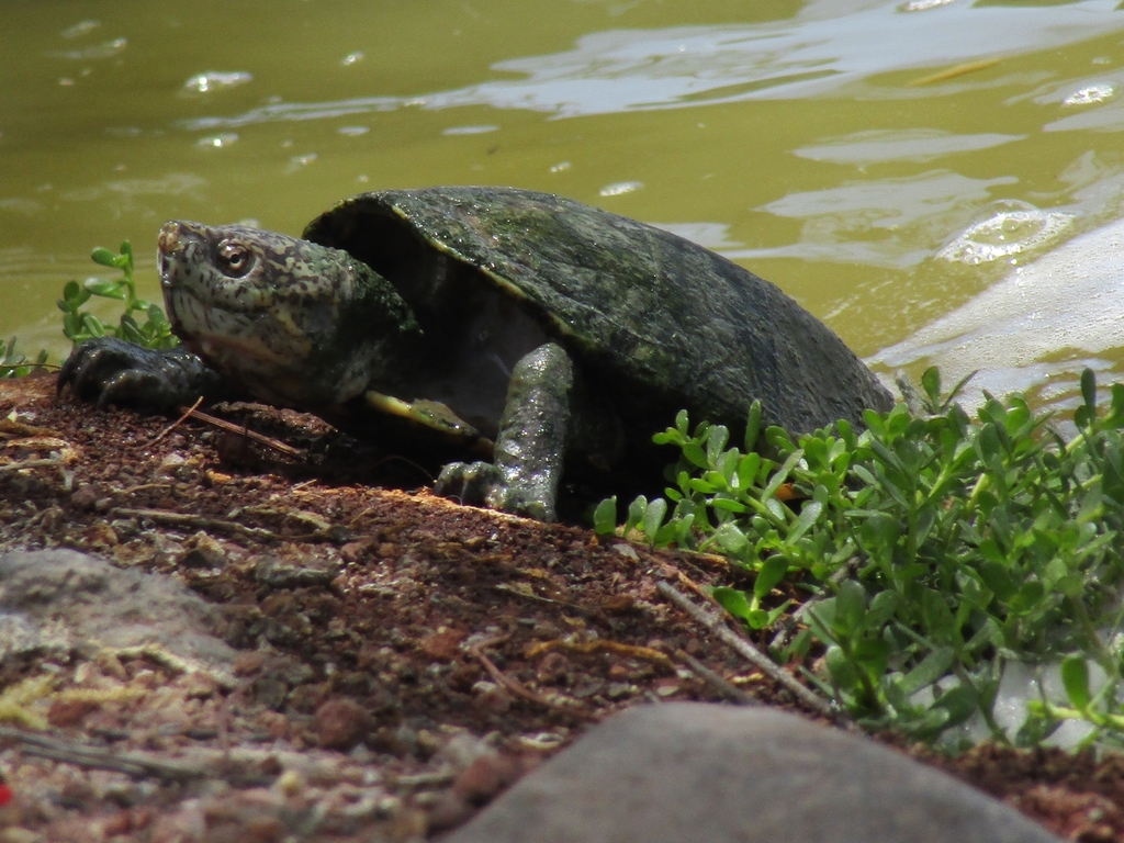 Mexican Mud Turtle From Cr Ter Lago La Joya On April At