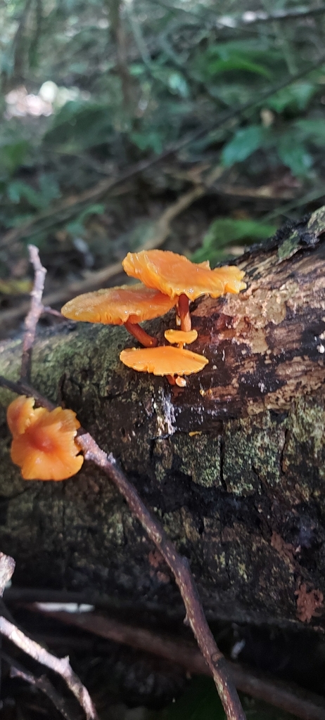 Fungi Including Lichens From Natural Bridge Qld Australia On