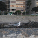 Square