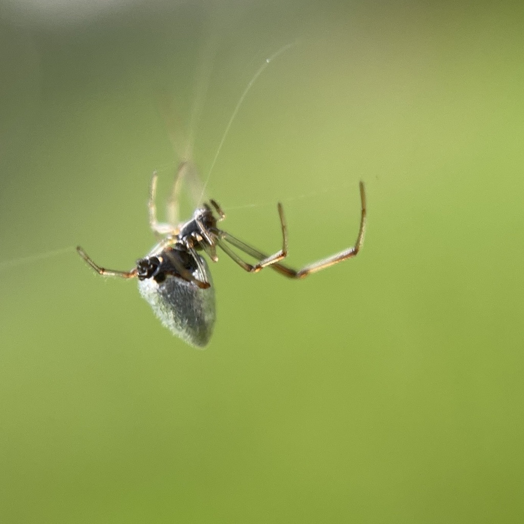 American Dewdrop Spider From Matheson Hammock Park Coral Gables Fl