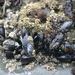 Square