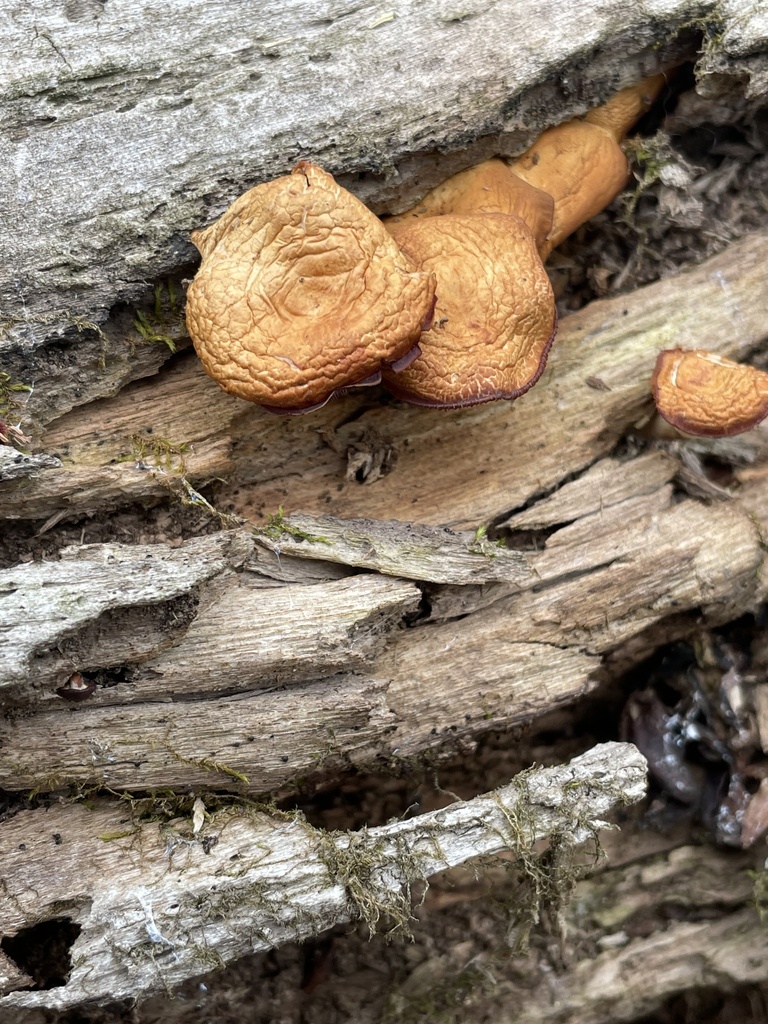 Fungi Including Lichens From Platte City MO US On April 28 2023 At