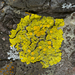 Fringed Candleflame Lichen - Photo (c) Eric Hunt, all rights reserved