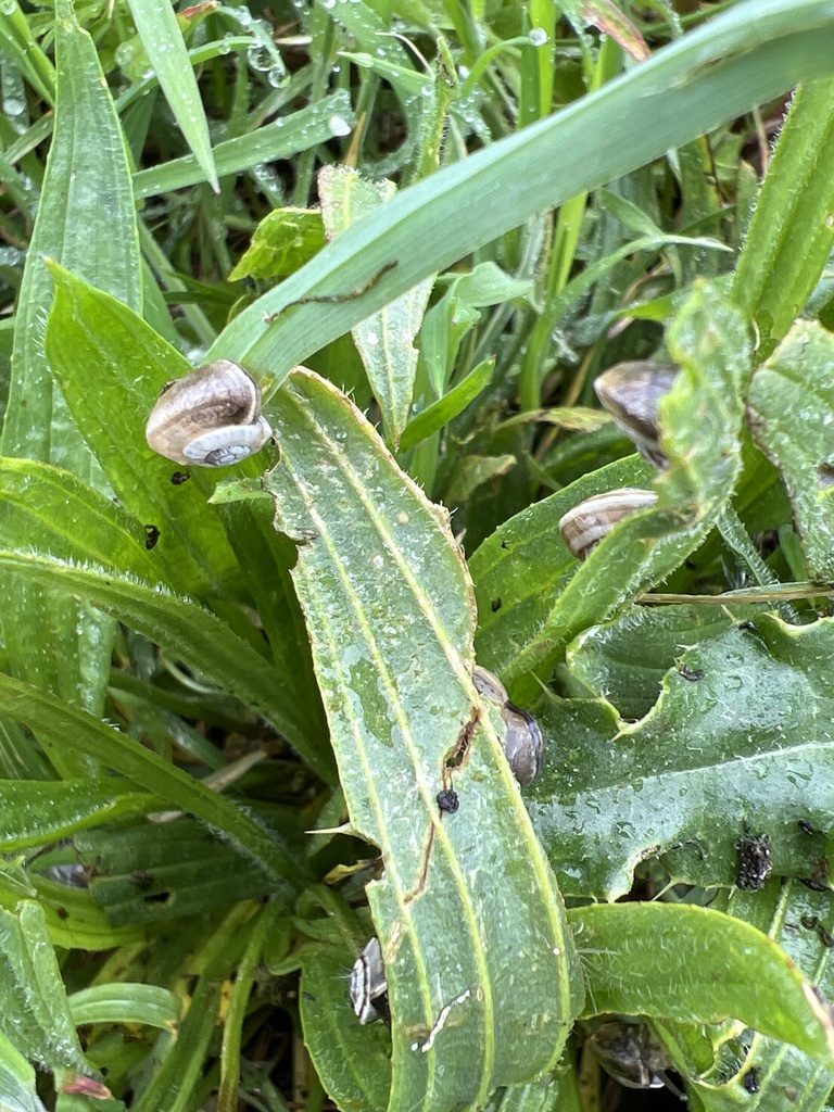 Helicoidea From South West Coast Path Bude England Gb On April