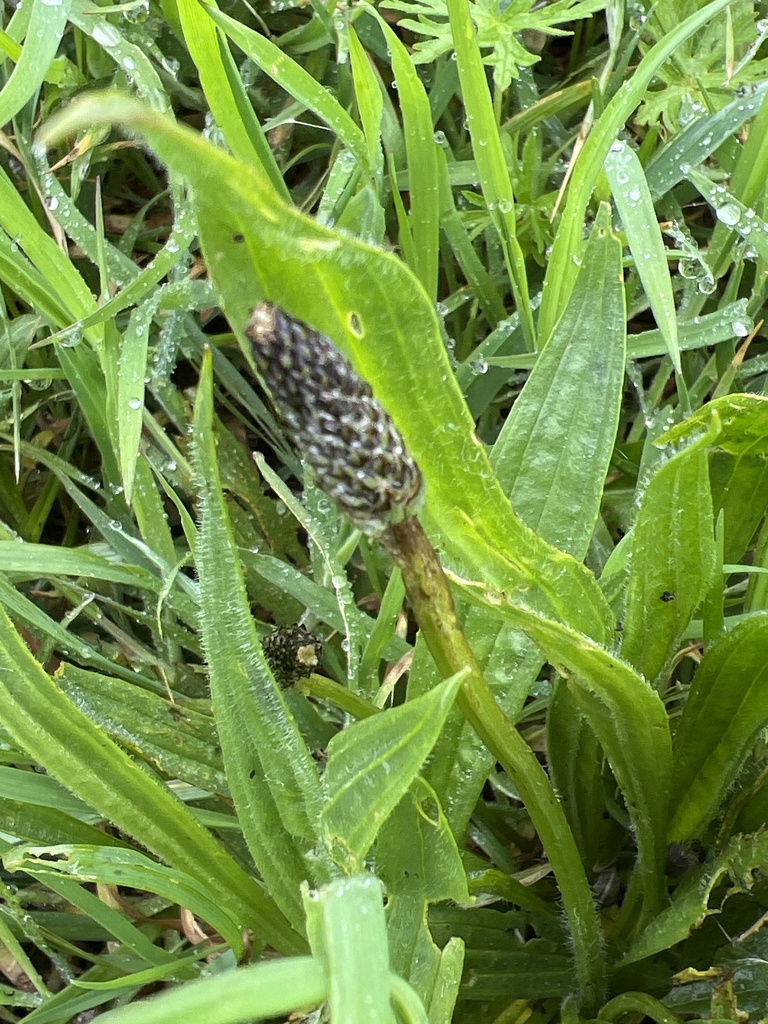 Ribwort Plantain From South West Coast Path Bude England GB On 30