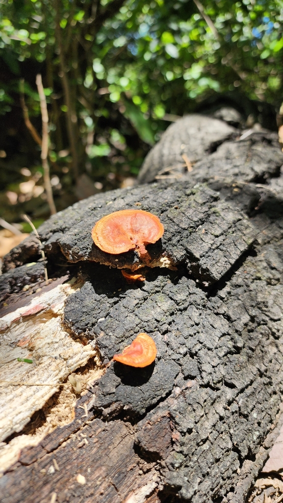 Hongo De Repisa Naranja Desde 67175 Guadalupe Nuevo Leon Mexico El