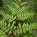 Eagle Fern - Photo (c) Tig, all rights reserved