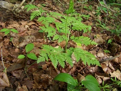 Small