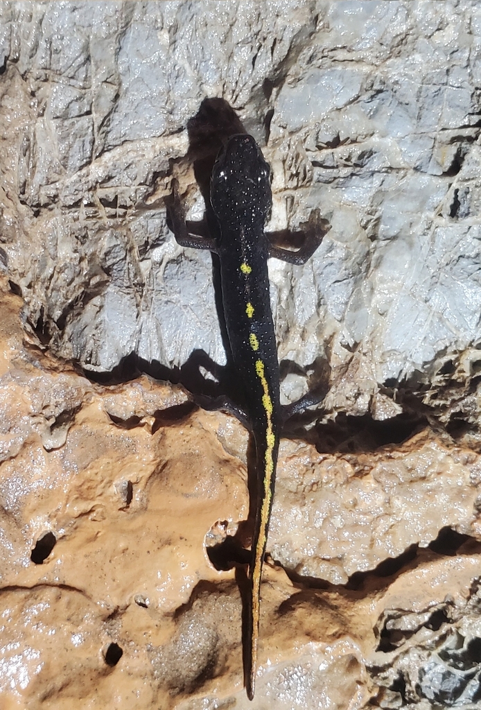 Pyrenean Brook Salamander In April By Daniel Regueiro Inaturalist