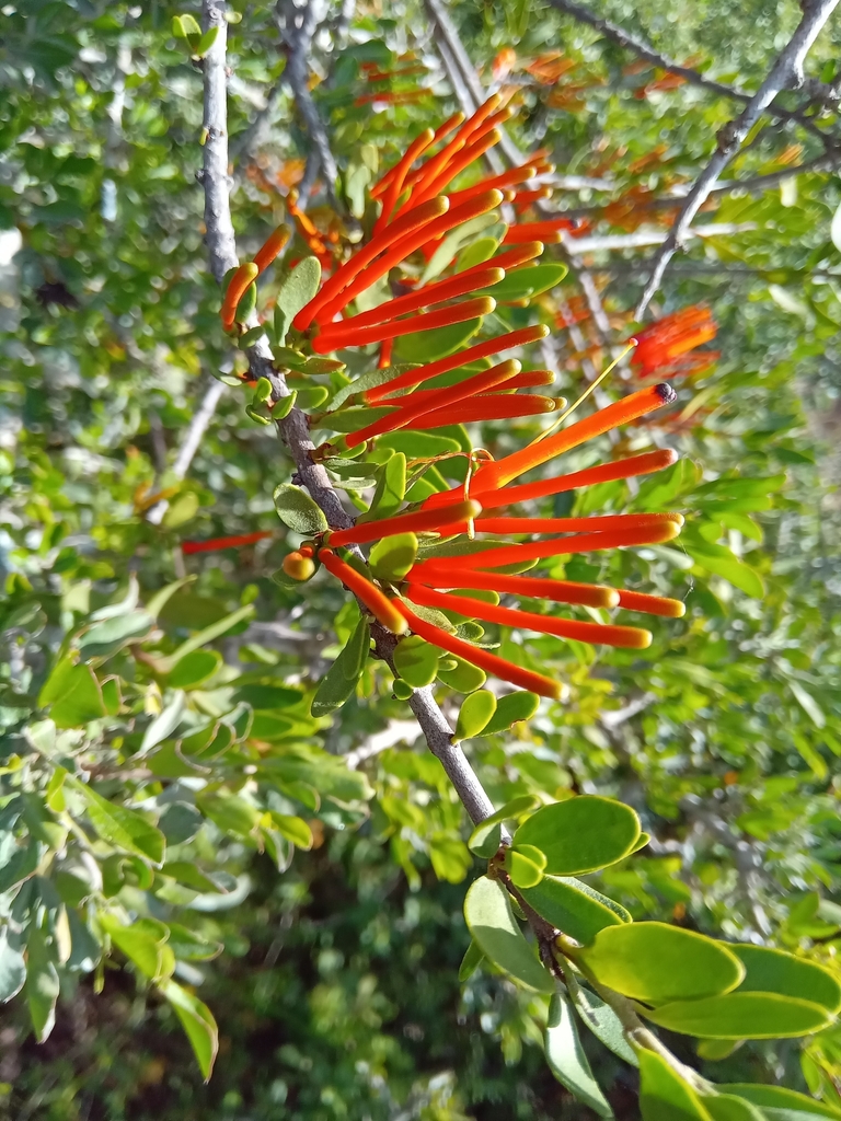 Kootjienamnam From Uitenhage Farms Gqeberha South Africa On April 29