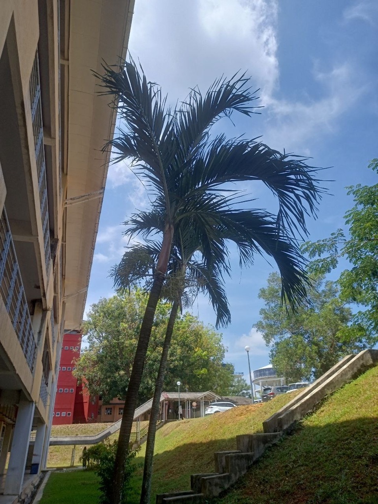 Carpentaria Acuminata From Universiti Teknologi Mara Perak Branch Seri