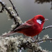 Red Warbler - Photo (c) Anne, all rights reserved