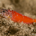 Small Triplefin Blenny - Photo (c) lophiuspiscatorius, all rights reserved