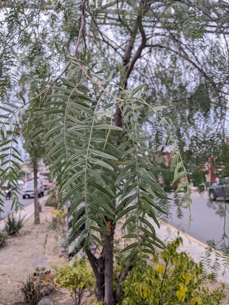 Peruvian Pepper Tree From Reforma Nezahualc Yotl M X M Xico