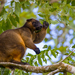 Lumholtz's Tree-Kangaroo - Photo (c) J.P. Lawrence, all rights reserved