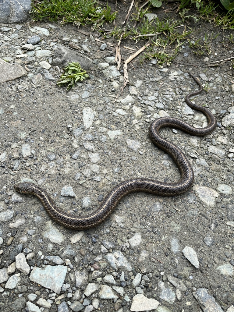 Northwestern Garter Snake From Sue Meg State Park Trinidad Ca Us On