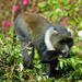 Kolb's Monkey - Photo (c) Yvonne A. de Jong, all rights reserved, uploaded by Yvonne A. de Jong