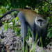 Sykes' Monkey - Photo (c) Yvonne A. de Jong, all rights reserved, uploaded by Yvonne A. de Jong