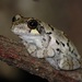Bird-voiced Treefrog - Photo (c) James W. Beck, all rights reserved, uploaded by James W. Beck