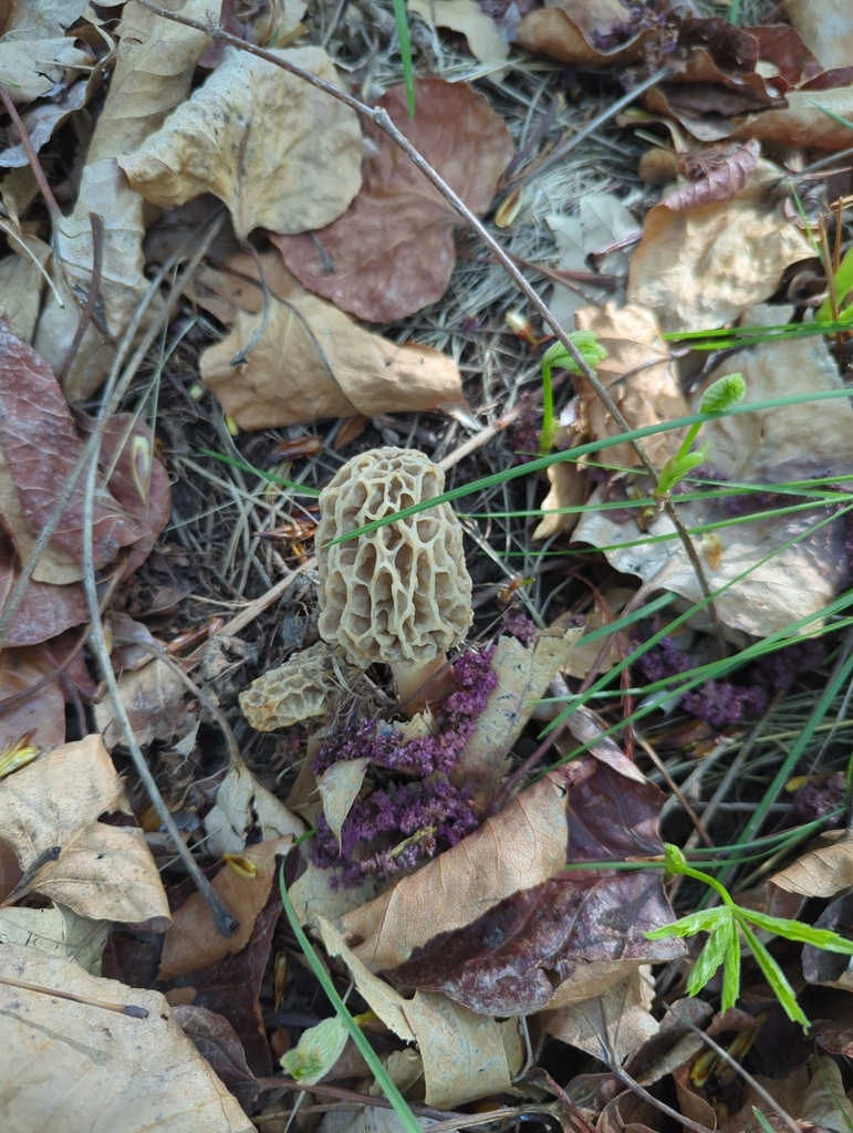 White Morel From Boise State University District Boise Id Usa On May