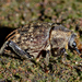 Pit Weevils - Photo (c) Danilo Hegg, all rights reserved, uploaded by Danilo Hegg