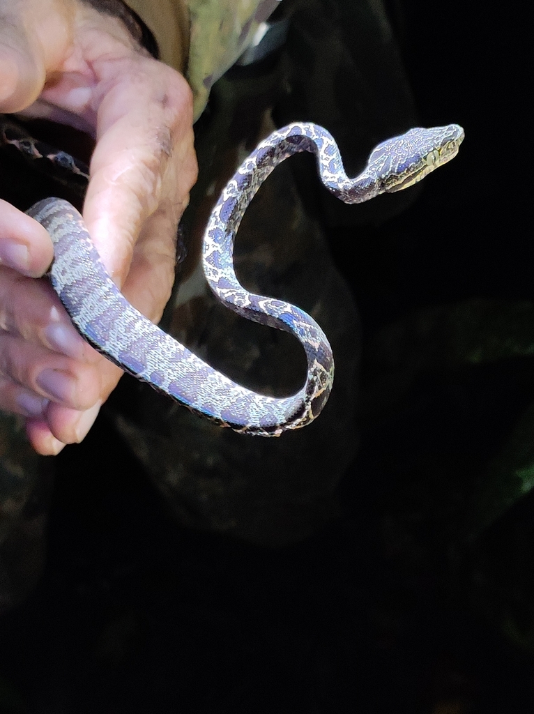 Garden Tree Boa from Feijó AC 69960 000 Brasil on April 19 2023 at