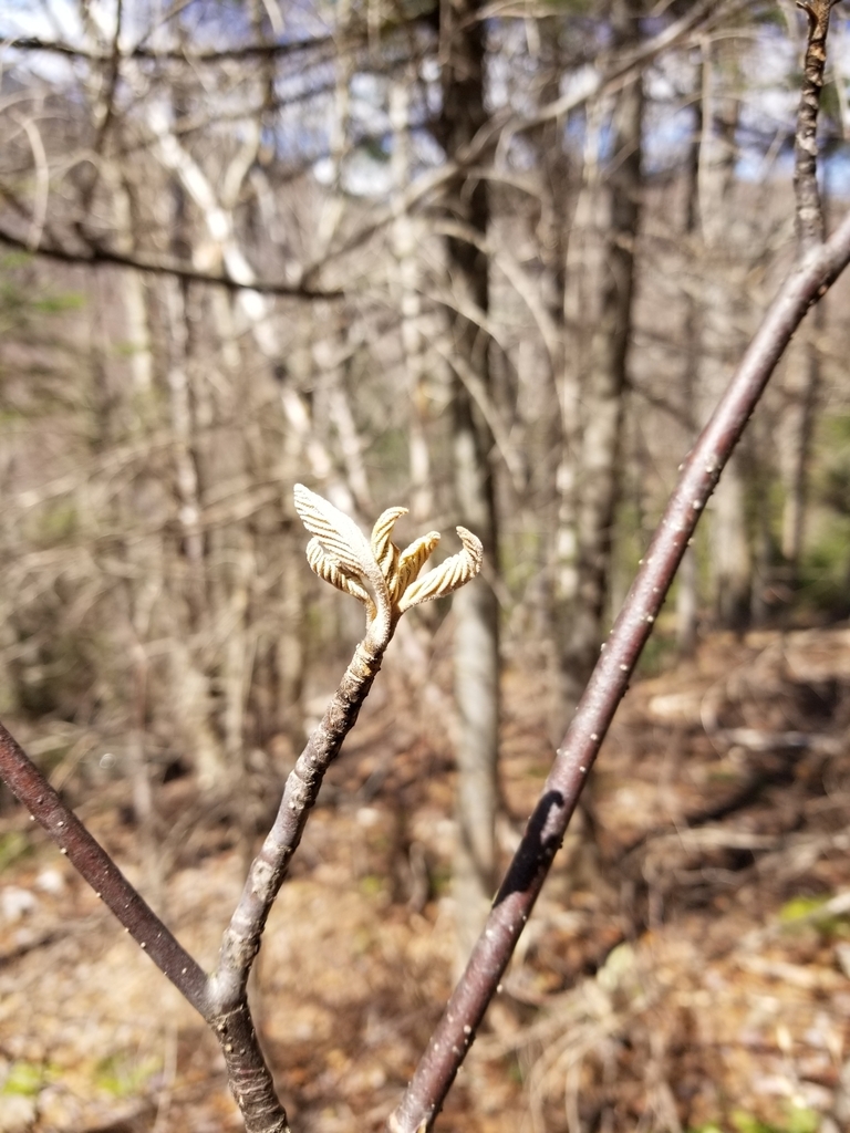 Dicots From Pinkham S Grant Nh Usa On May At Pm