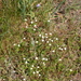 Square