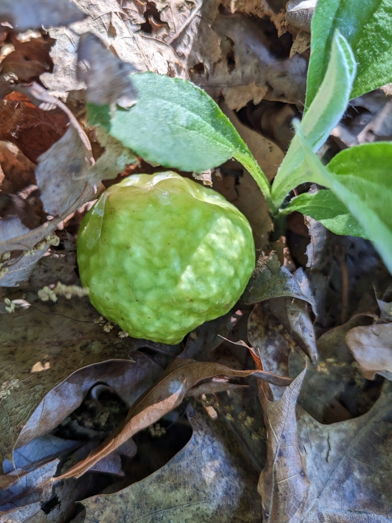 Spongy Oak Apple Gall Wasp From Odenton Rd Oakton Rd Odenton MD