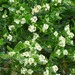 Lepidium crassum - Photo (c) Janet Ledingham, todos los derechos reservados, subido por Janet Ledingham