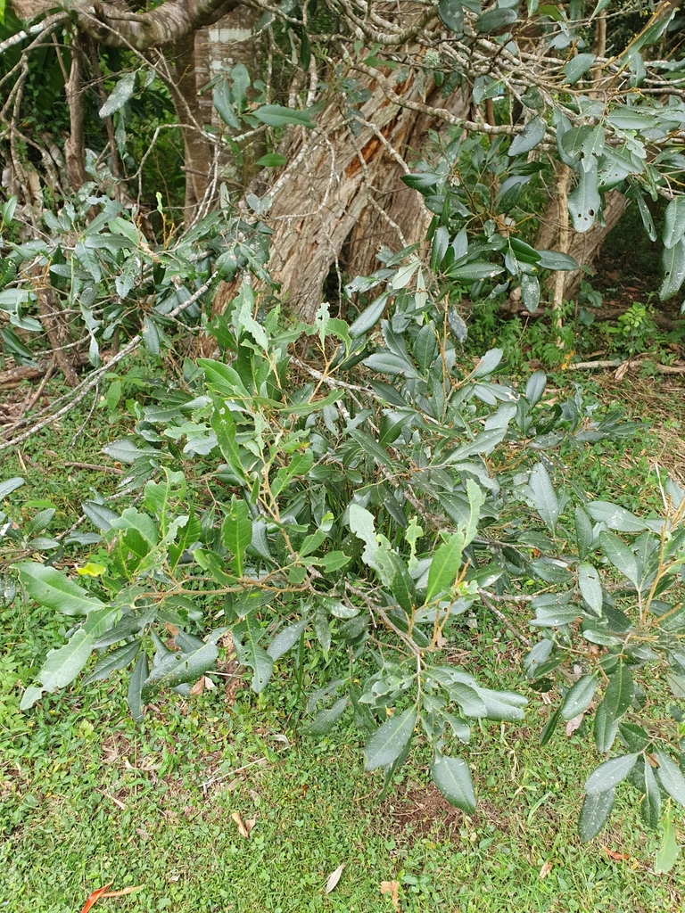 Guioa From Springbrook Qld Australia On April At