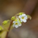 Myosotis forsteri - Photo (c) absoluteandy, all rights reserved, uploaded by absoluteandy
