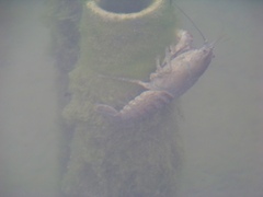 Small