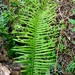 Pteris longifolia - Photo 由 Lex García 所上傳的 (c) Lex García，保留所有權利