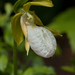 White-flowered Pink Lady's-Slipper - Photo (c) Tig, all rights reserved