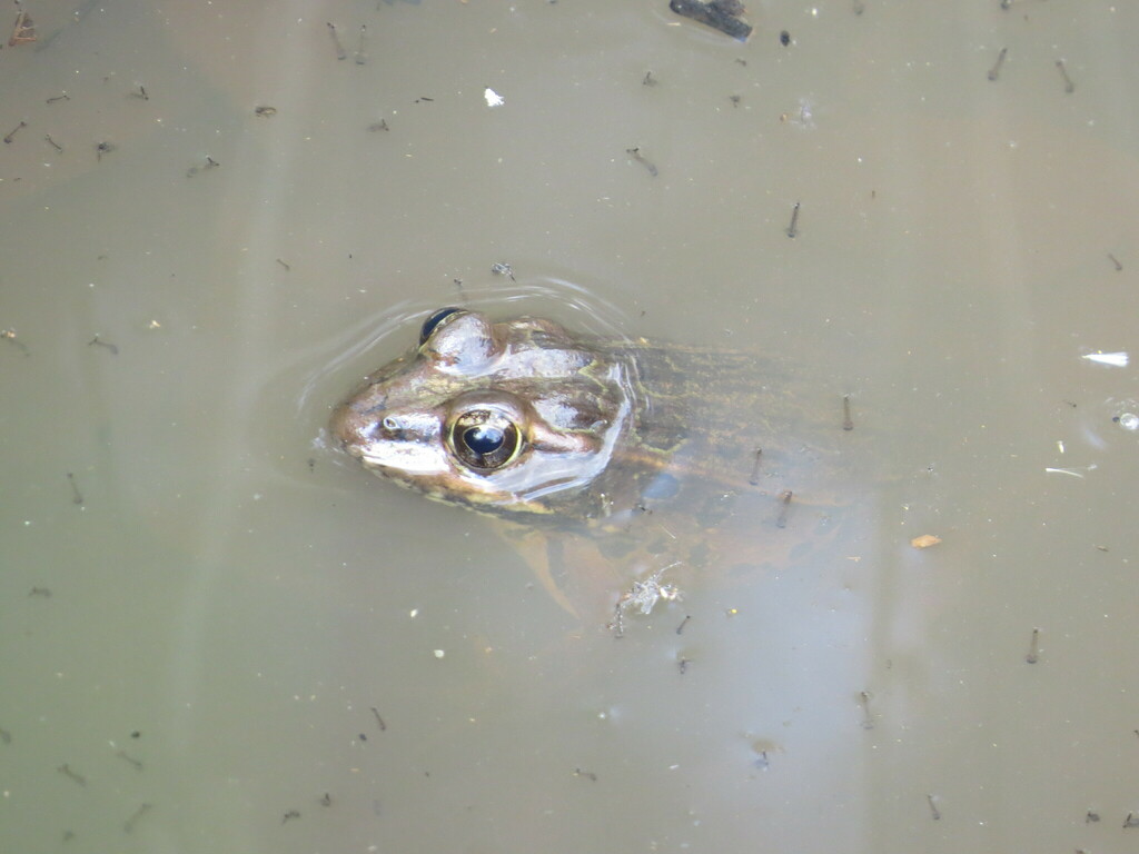 Rio Grande Leopard Frog From Xich Gto M Xico On May At