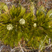 Aciphylla divisa - Photo (c) Danilo Hegg, all rights reserved, uploaded by Danilo Hegg